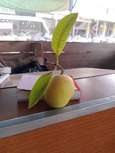 Mango 