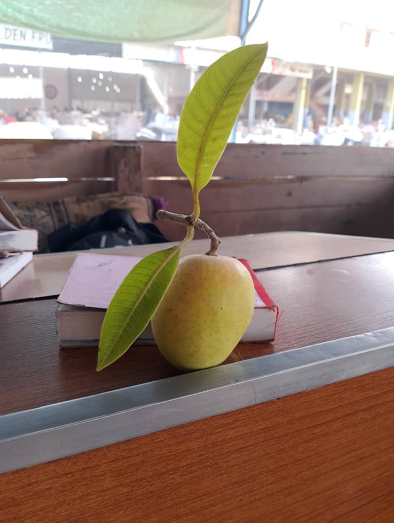 Mango  0