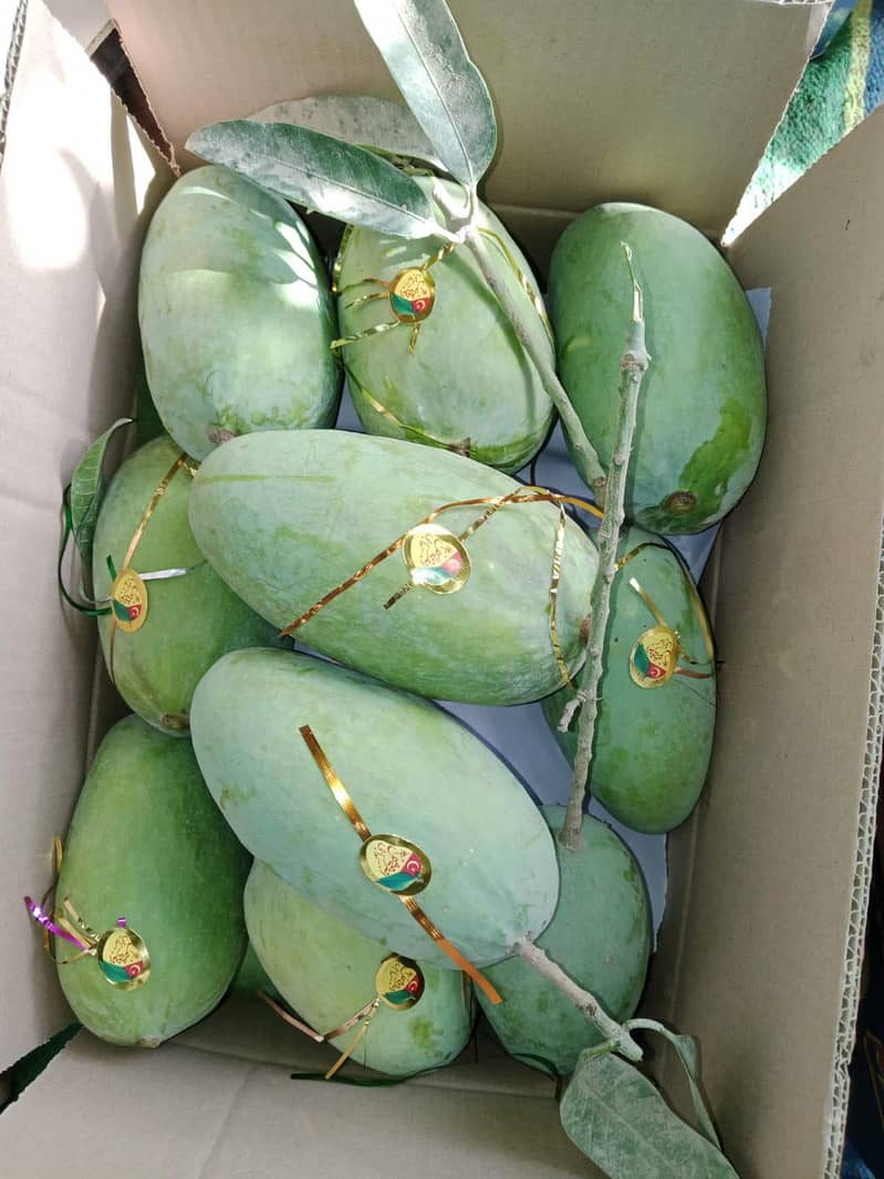 Mango  2