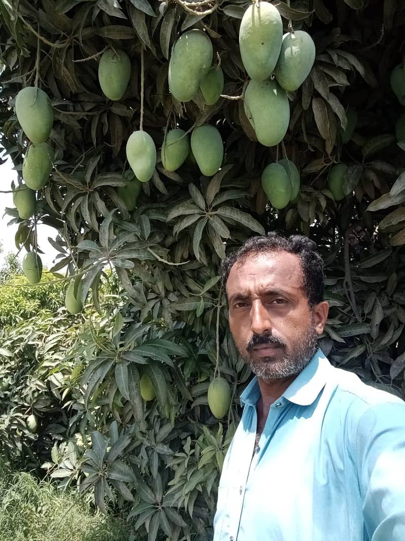 Mango  3