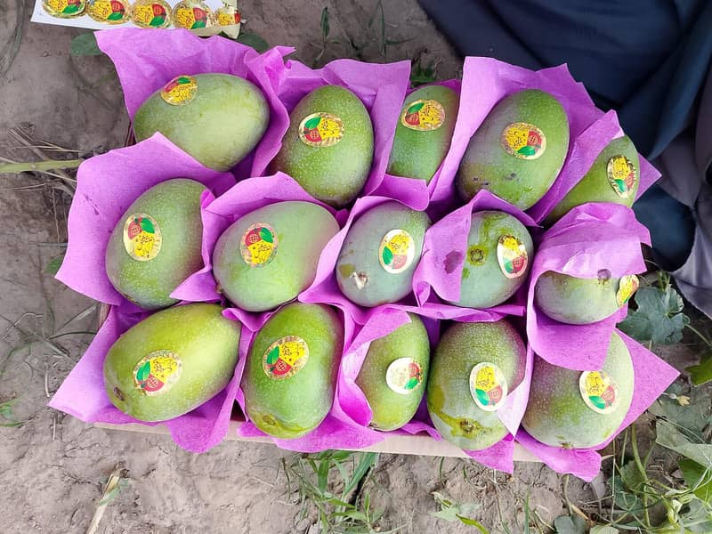 Mango  6