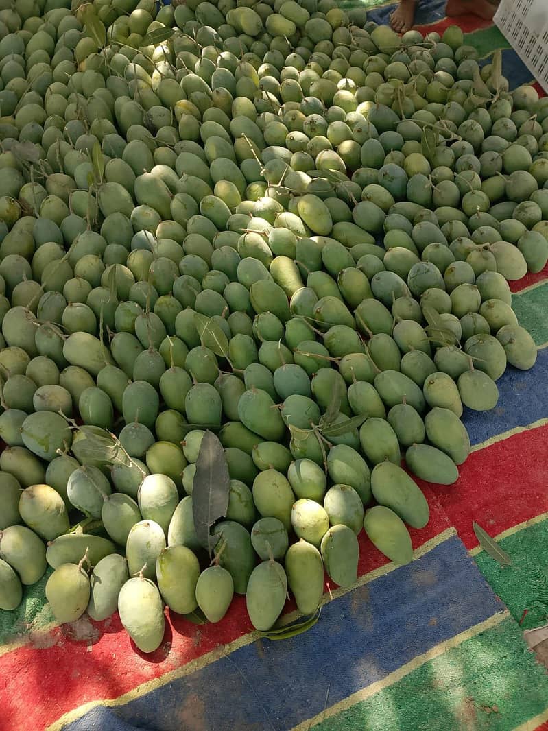 Mango  7