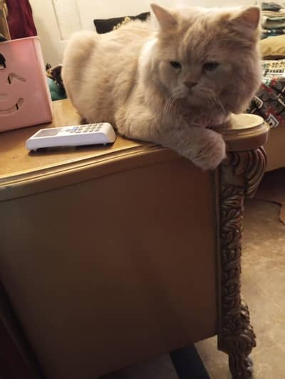 Persian Male cat for adoption