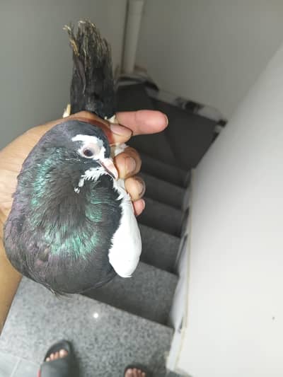 Breeder pair
