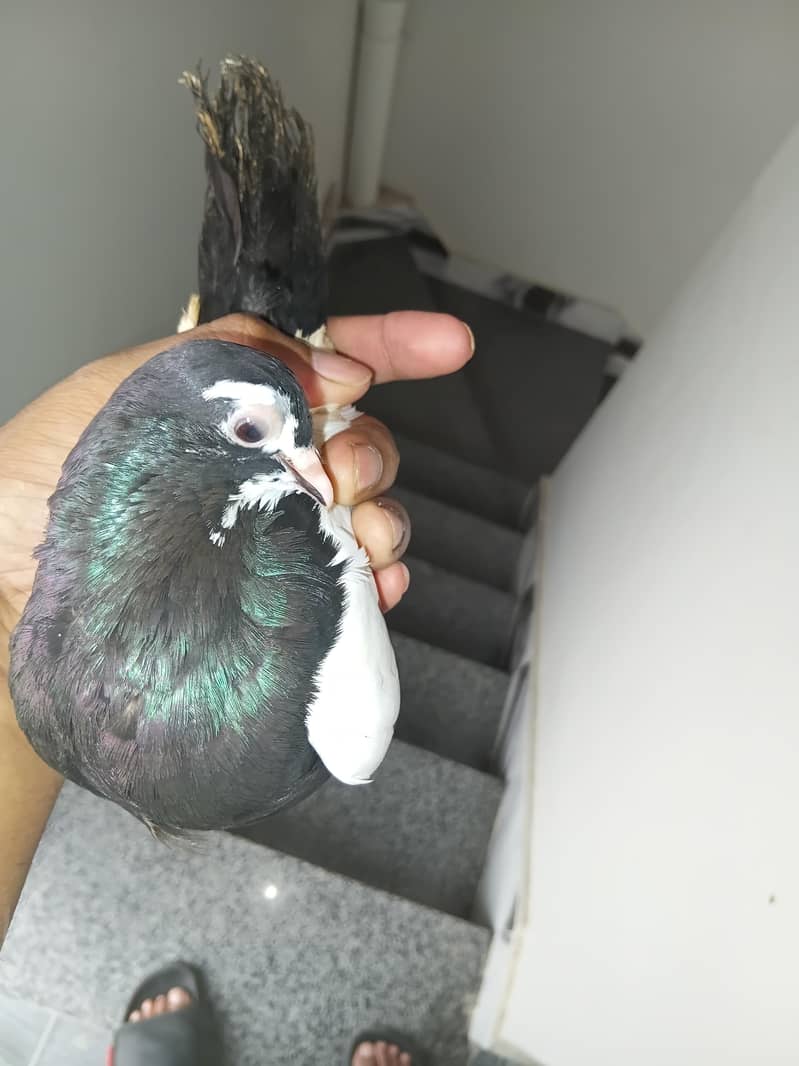 Breeder pair 0