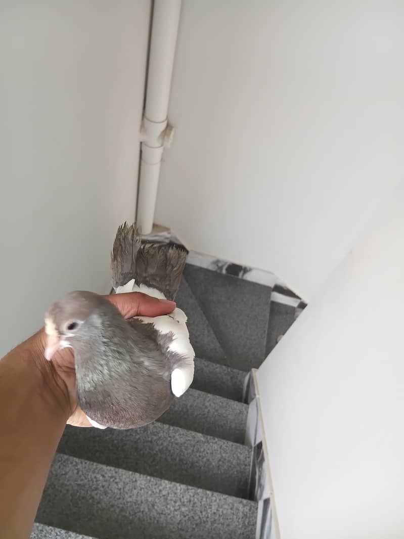 Breeder pair 4