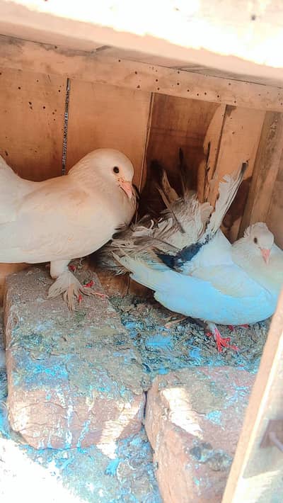 Lucky kabtoor