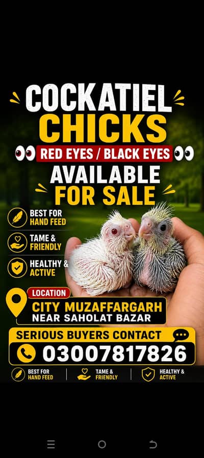 Adult pair and chicks available