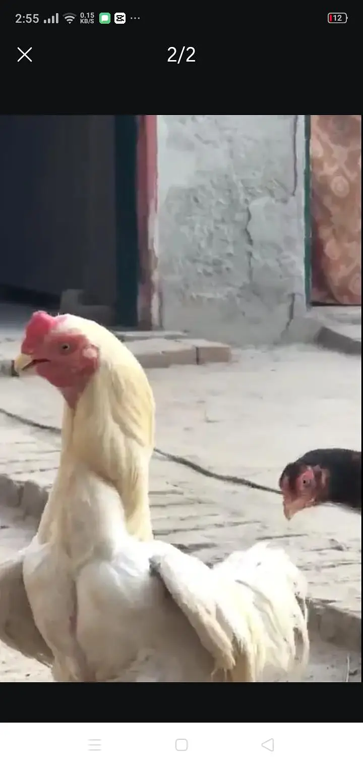 shamo cross — photo 2