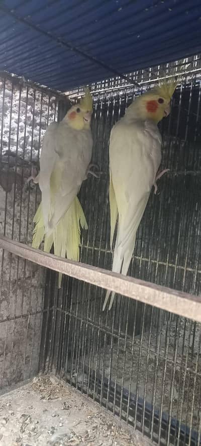 Cream Cockatiel, lutino Cockatiel, lovebird