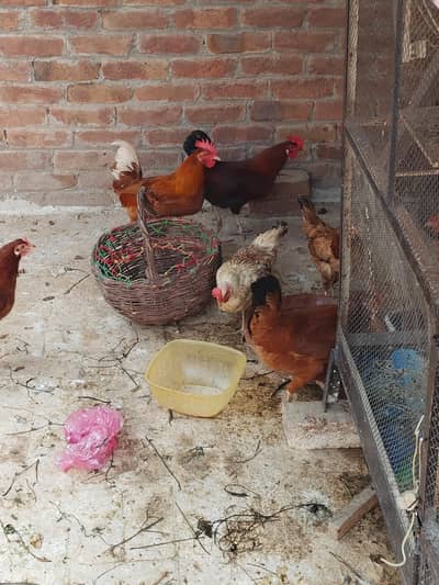 murgiya for sale 8 murgiyan hain