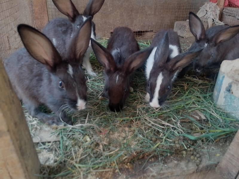 Rabbit pair 0