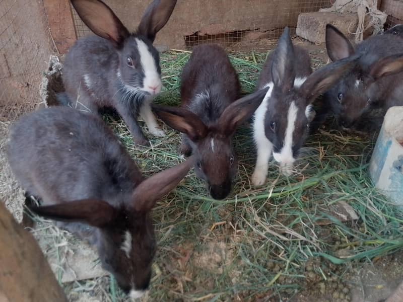 Rabbit pair 1