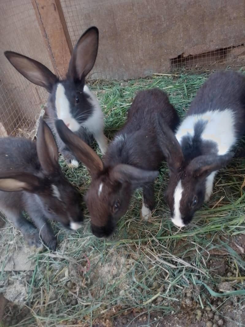 Rabbit pair 2