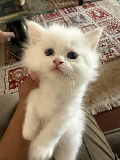 Pair persian cat