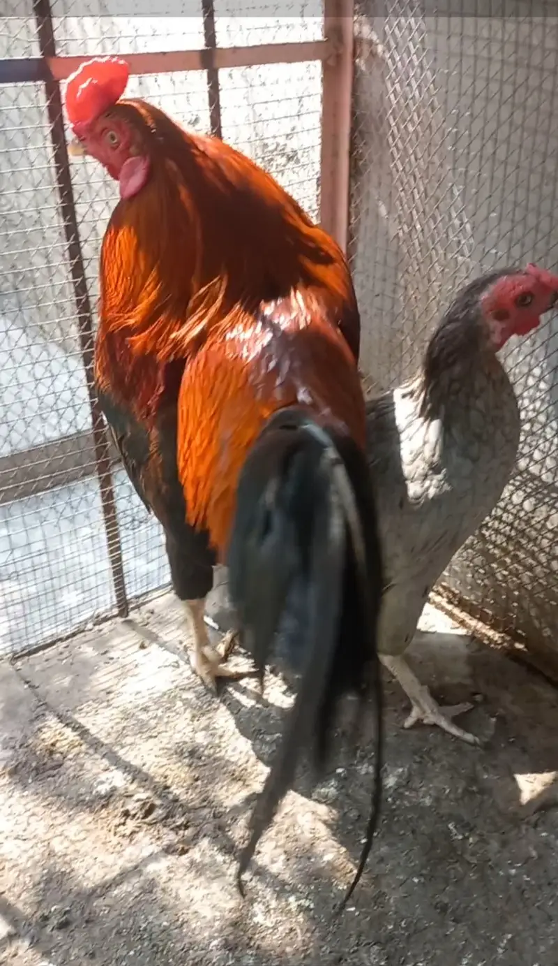 Home breed ROOSTER (murga) and Hen (murgi)