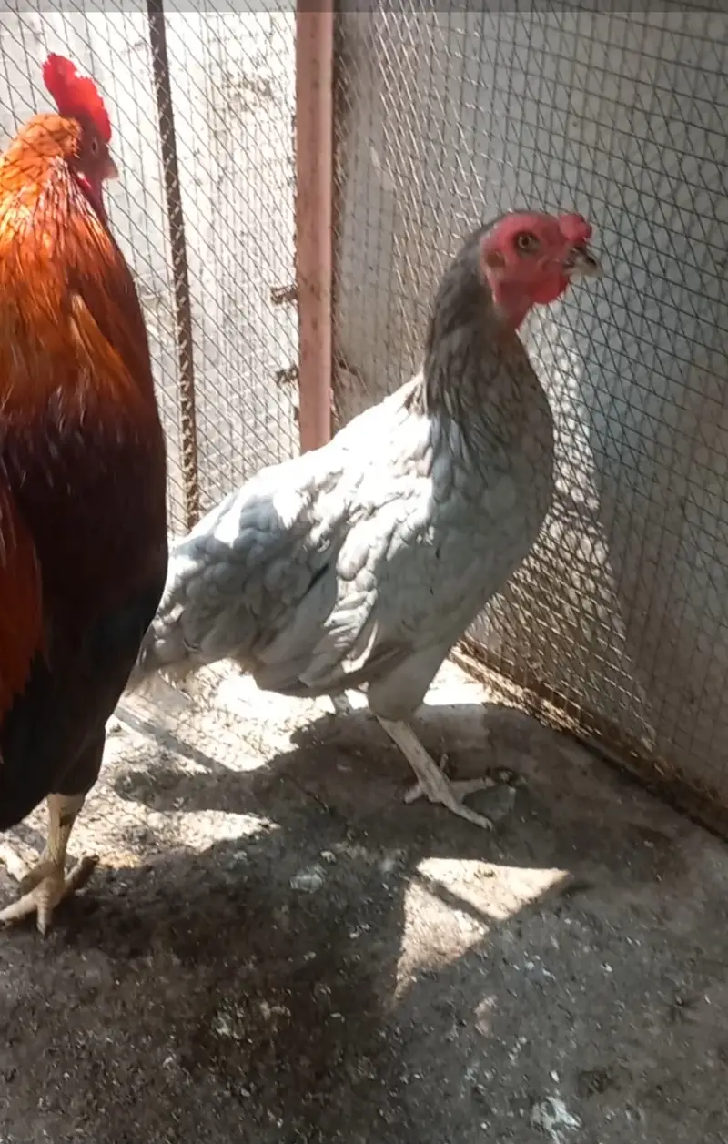 Home breed ROOSTER (murga) and Hen (murgi) — photo 2
