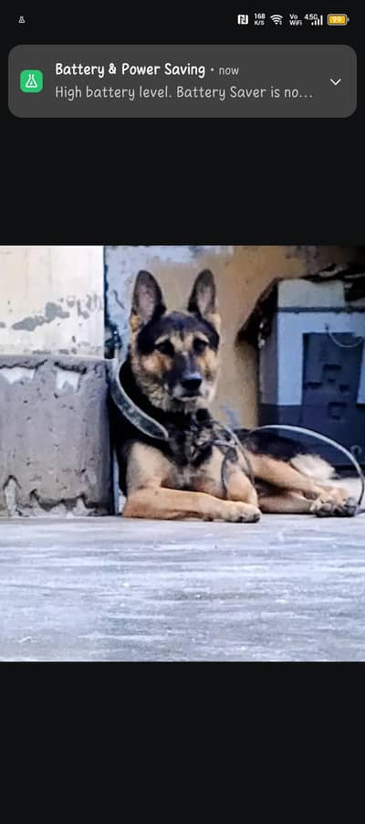 alsation dog urgent for sale