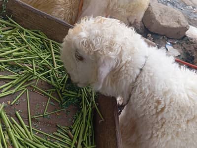 3Month Healthy Mundra Sheep for Sale