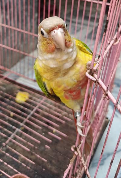 Pineapple conure adult female with DNA.