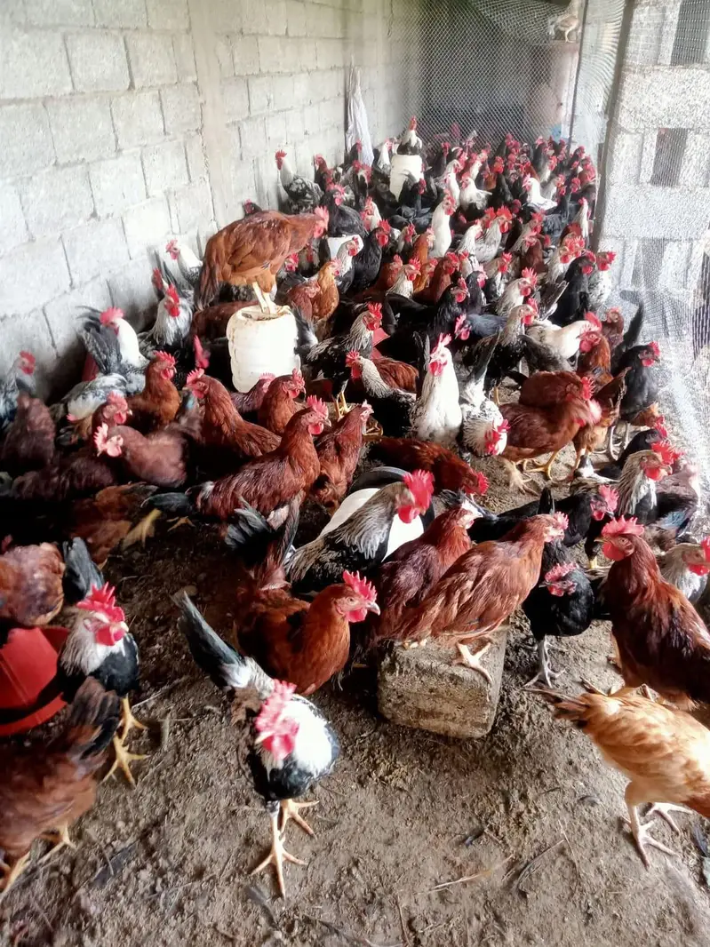 Golden misri / Egyptian fayoumi hens / murgha / fayoumi / misri — photo 2