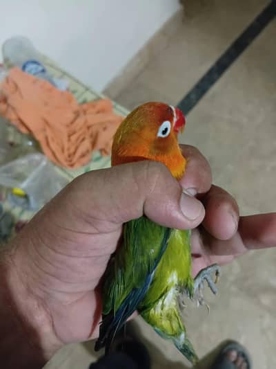 Green Opaline Fischer's Lovebird