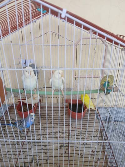 Australlian parrot