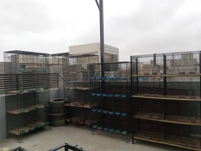 8 & 12 Portion Bird Cages | Budgies | Cockatiels | Love Birds | Finch