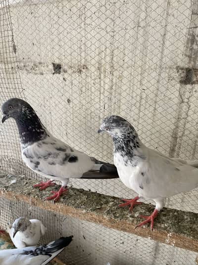 High flyer pigeons (read add)