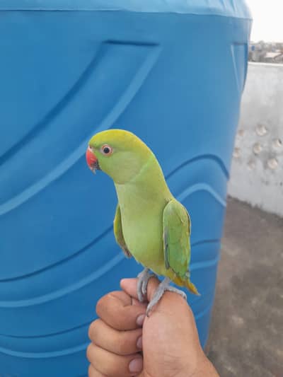 mitho baby male