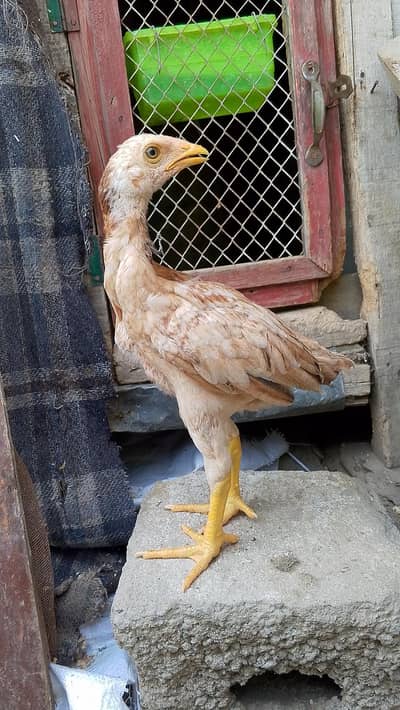 PEELA CHITPARA PATHA PEELA patha