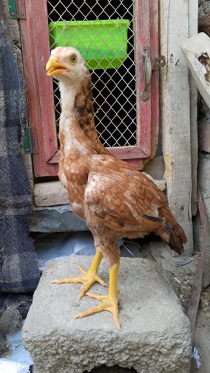 PEELA CHITPARA PATHA PEELA patha — photo 2