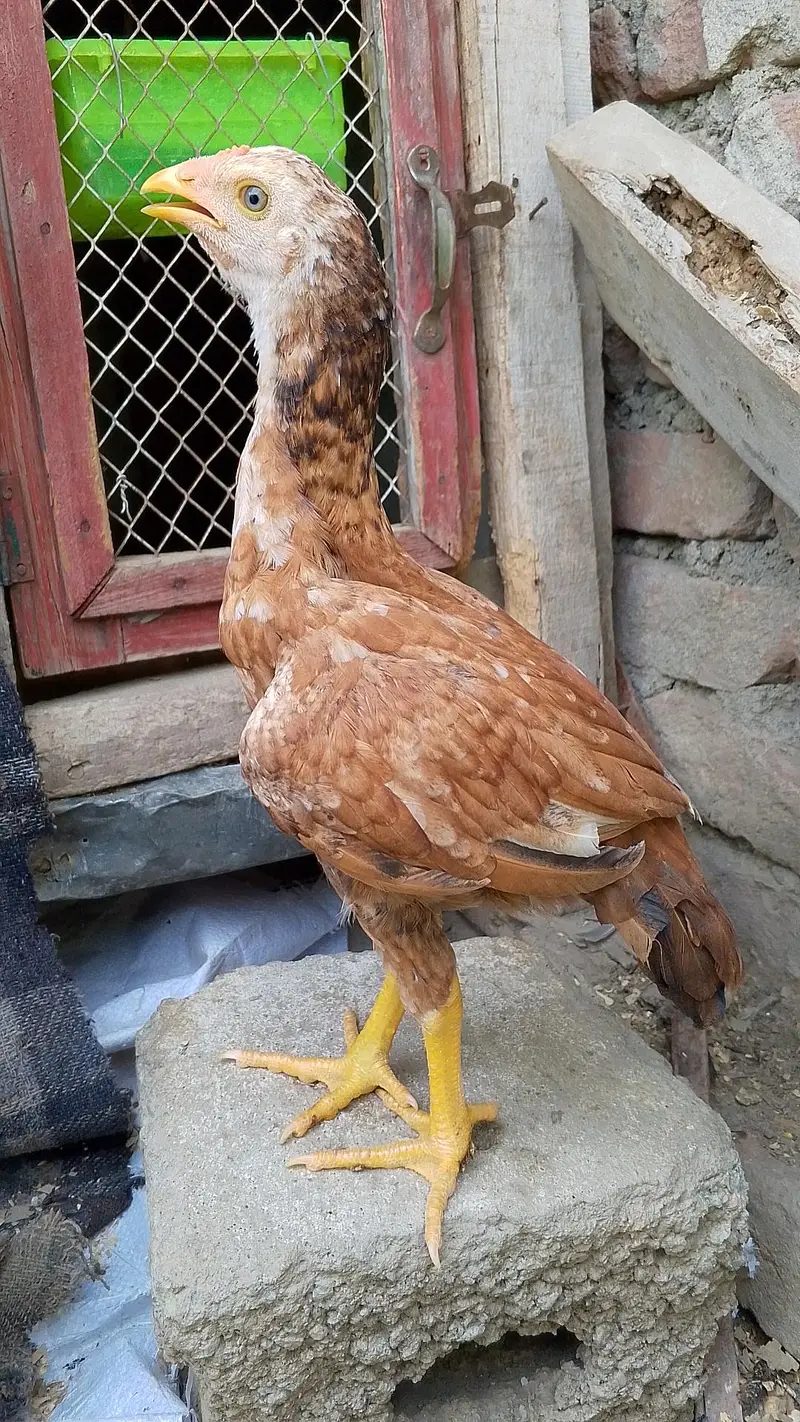 PEELA CHITPARA PATHA PEELA patha — photo 3