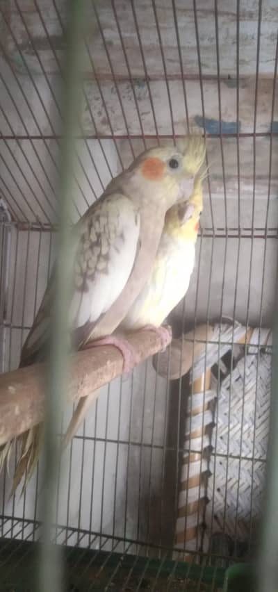 breeder pair for sale