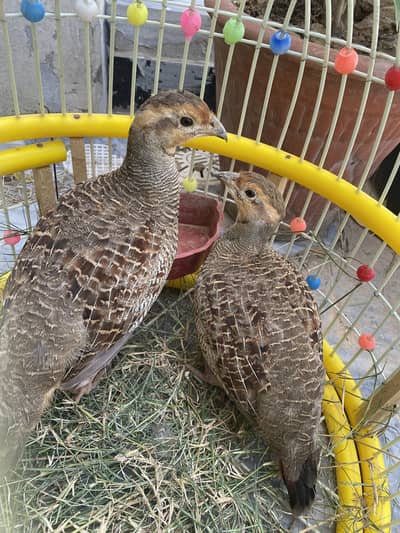 Dakhni teetar pair for sale