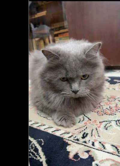1 female white semi punch cat age 10 months and 1 male cat  age 7 mont