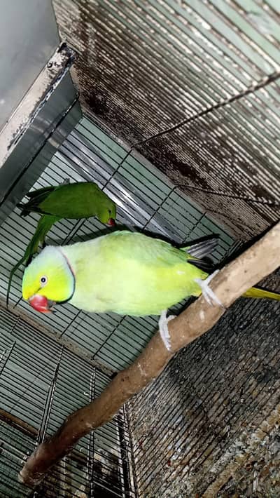 khata pair for sale