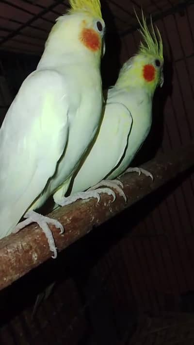 cocktail pair