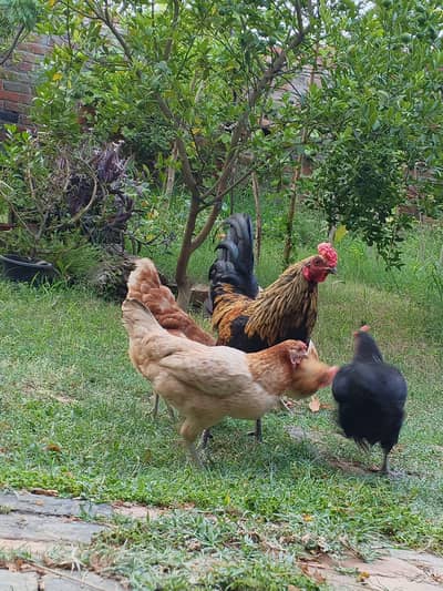 desi hens for sale