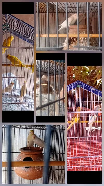 cocktail 2 female 1 male and other birds  03206441878