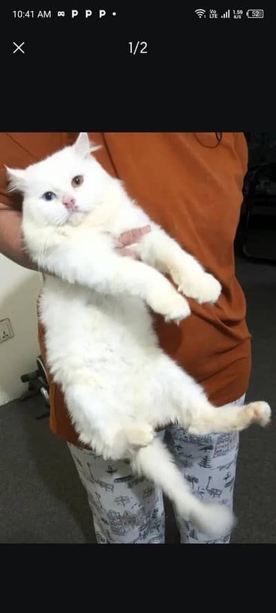 Pension Cats with Cage