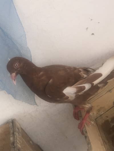 Danish pigeon