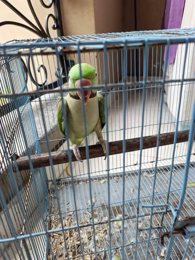 3 years old male parrot up for sale