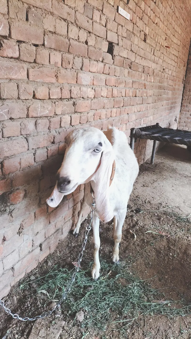 boht pyari bakri ha ur 2 male bachy han breader nasal k