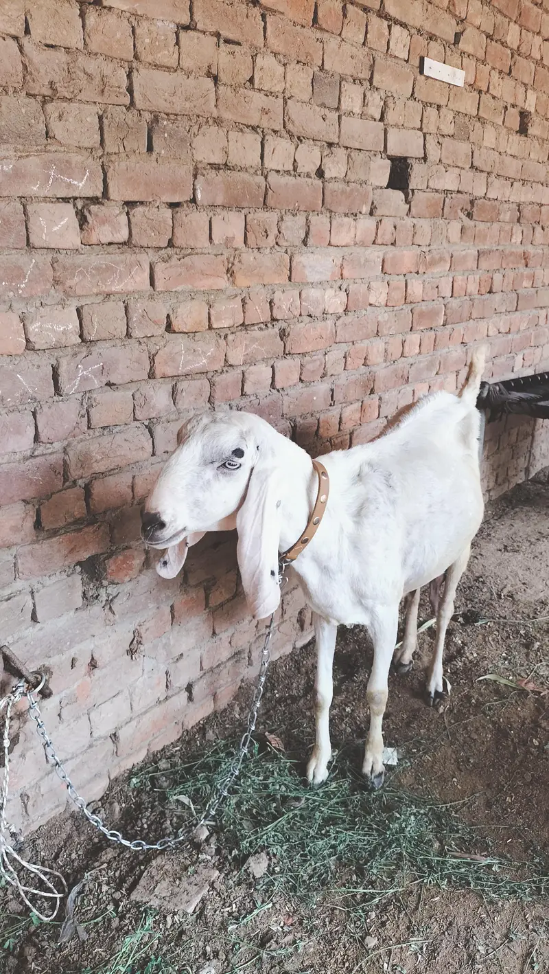 boht pyari bakri ha ur 2 male bachy han breader nasal k — photo 2