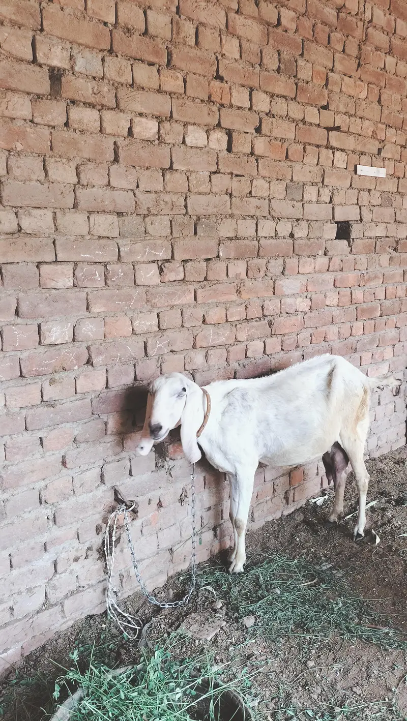 boht pyari bakri ha ur 2 male bachy han breader nasal k — photo 3