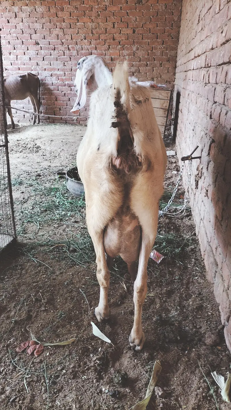 boht pyari bakri ha ur 2 male bachy han breader nasal k — photo 4