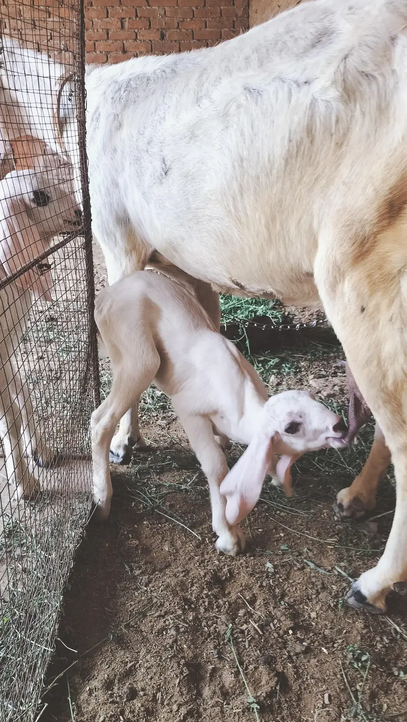 boht pyari bakri ha ur 2 male bachy han breader nasal k — photo 5