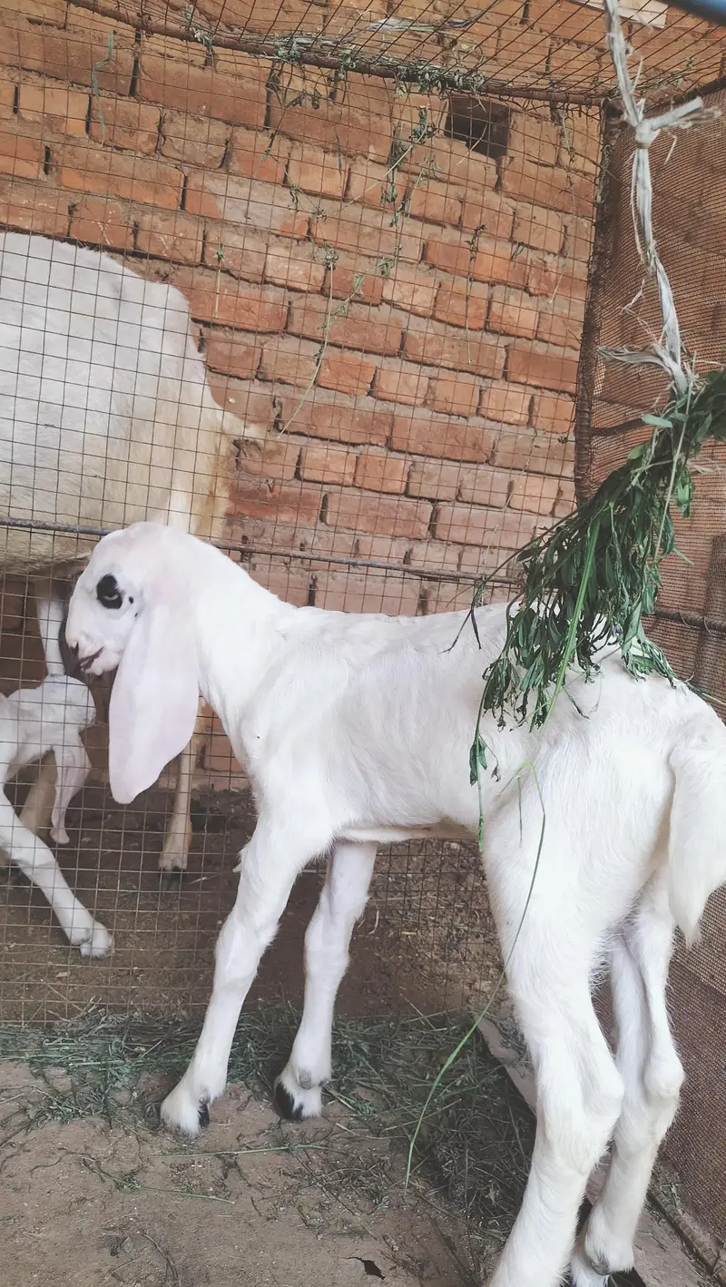 boht pyari bakri ha ur 2 male bachy han breader nasal k — photo 6