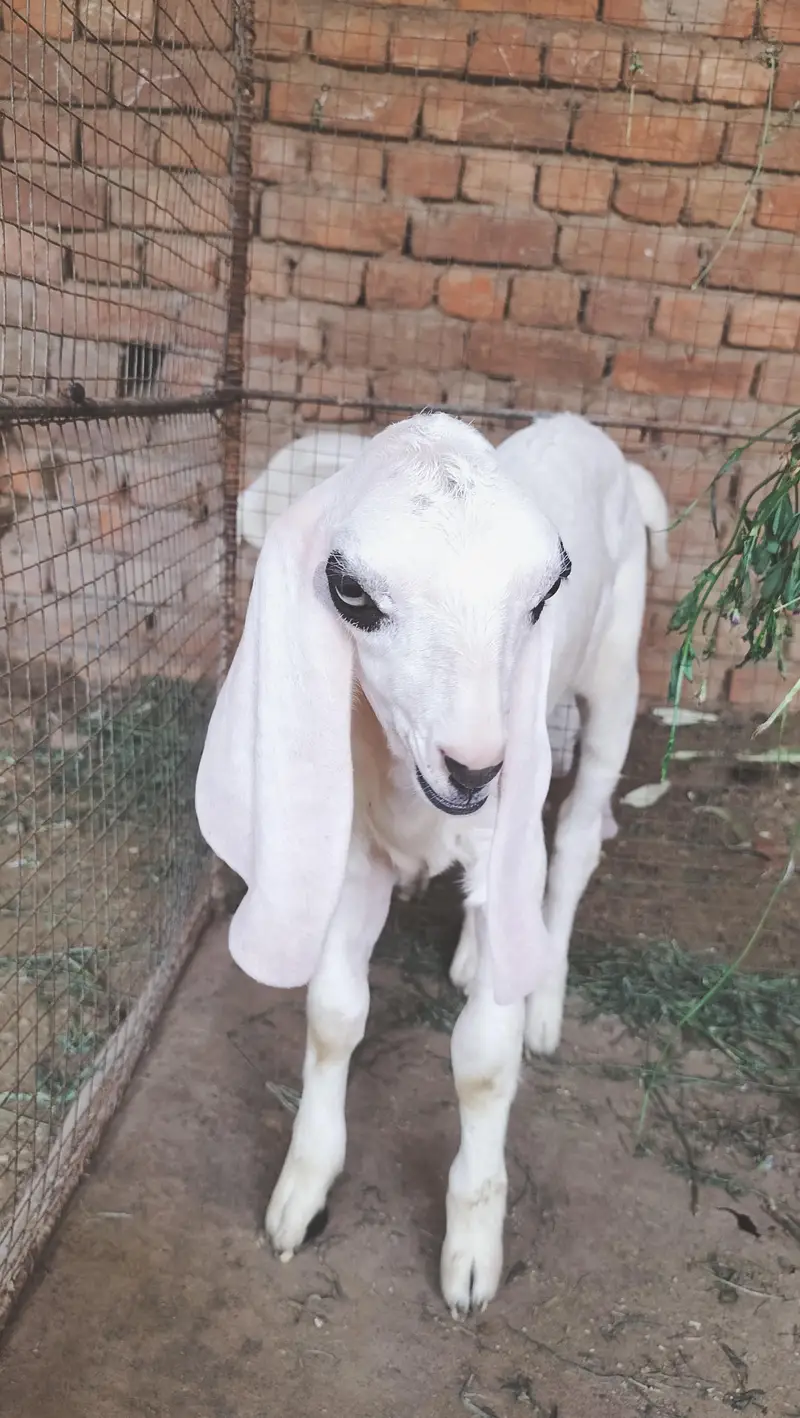 boht pyari bakri ha ur 2 male bachy han breader nasal k — photo 7